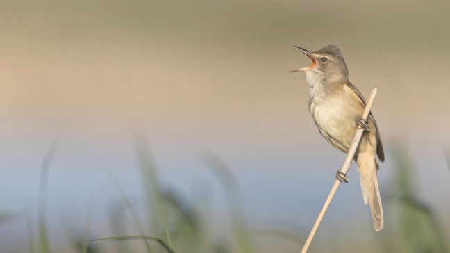 Singen tut nicht nur Singvögeln gut. | Bildquelle: picture alliance