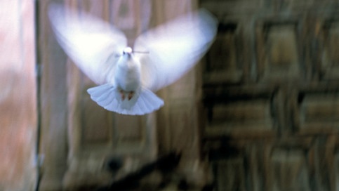 Weiße Taube im Flug | Bildquelle: picture alliance/JOKER