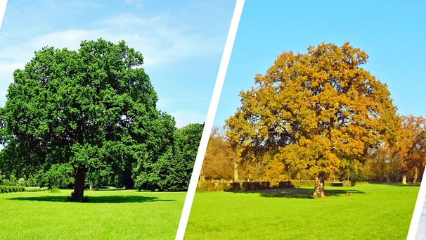 Ein Baum zu allen vier Jahreszeiten. | Bild: stock.adobe.com/ExQuisine