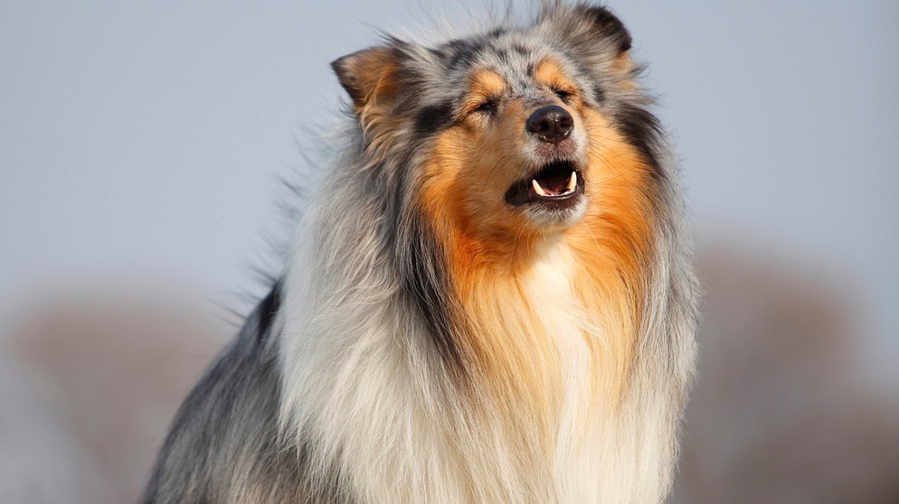 Tierische Klassik-Stars in Kopenhagen: Hunde treten in "Jagdsymphonie