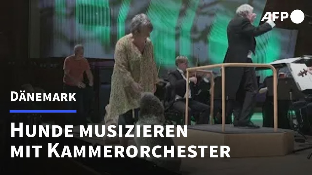 Tierische Musik: Hunde begleiten Kammerorchester | AFP | Bildquelle: AFP Deutschland (via YouTube)