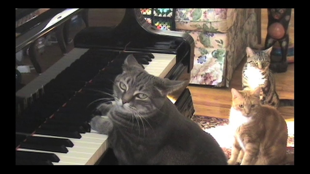 CATcerto. ORIGINAL PERFORMANCE. Mindaugas Piecaitis, Nora The Piano Cat | Bildquelle: Mindaugas Piecaitis (via YouTube)