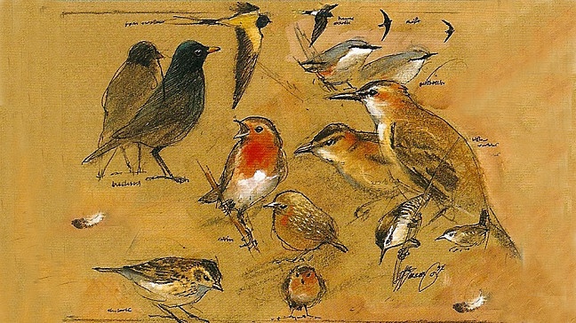 Messiaen: Catalogue d'oiseaux | Bildquelle: Naxos