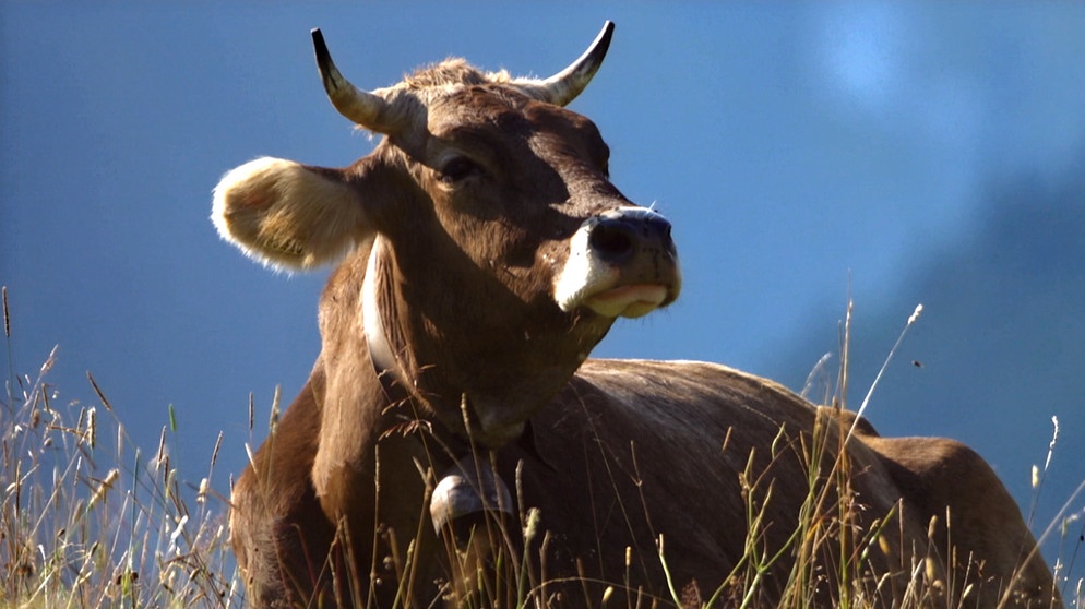 Eine Kuh liegt in der Wiese; im Hintergrund die Allgäuer Berge. | Bildquelle: BR