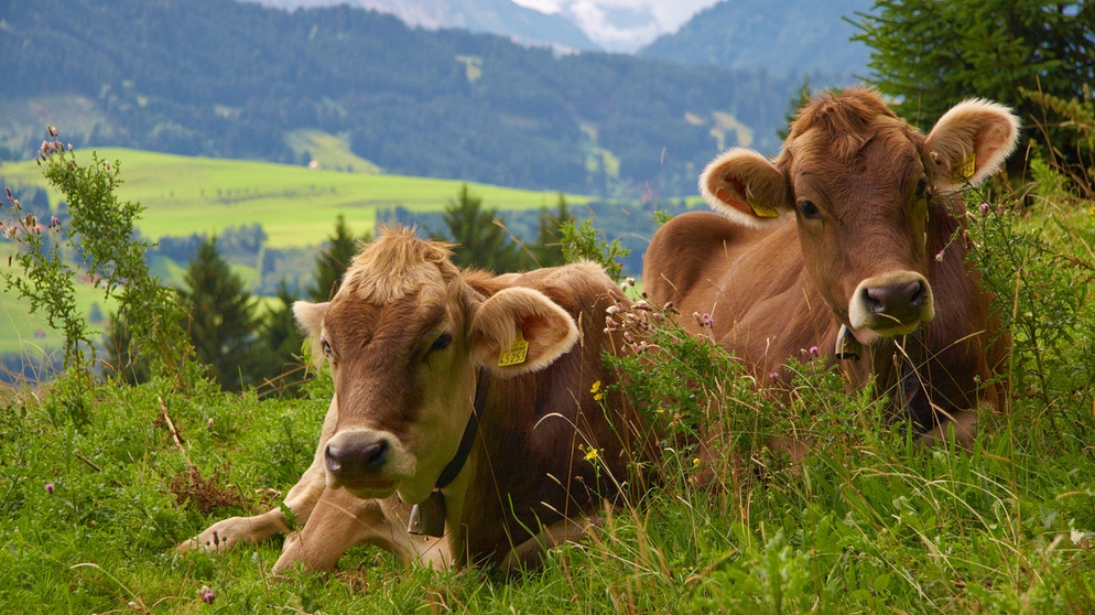 Zwei Kühe liegen im Gras auf einer Allgäuer Bergwiese. | Bildquelle: picture alliance / blickwinkel/C. Stenner