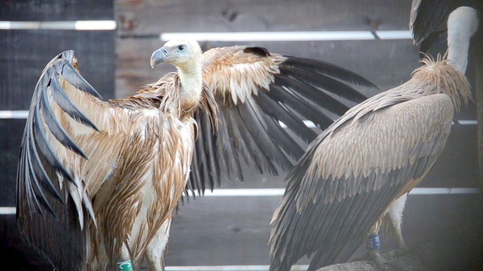 Ein Gänsegeier mit ausgebreiteten Flügeln | Bildquelle: BR
