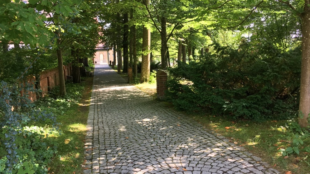 Auf der Spur der Alleen | Bildquelle: BR