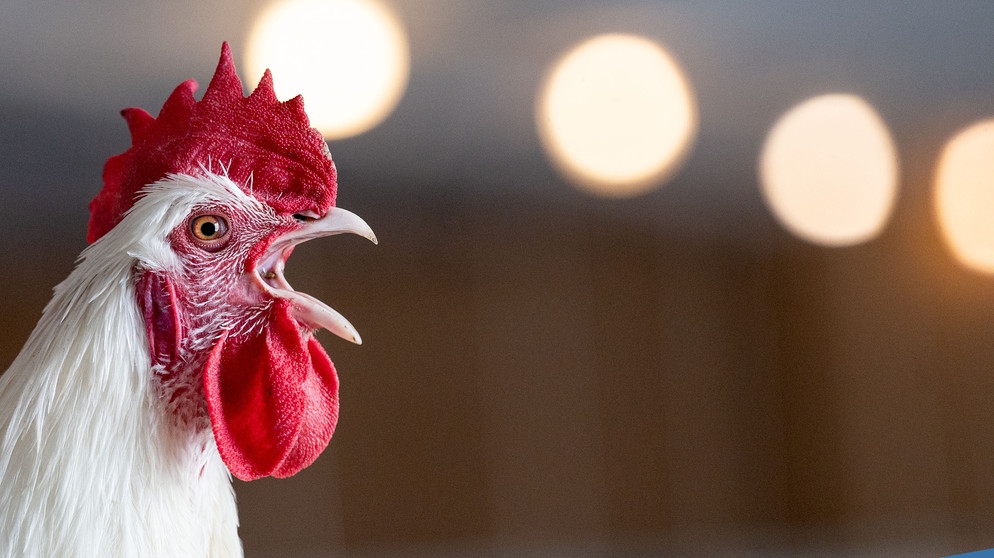 Ein Hahn aus ökologischer Tierzucht kräht auf einem Biolandhof im Warmbereich des Stalls. Die neue Bio-Musterregion Schwäbische Alb will bald mit Pilotbetrieben in der Gastronomie die Außer-Haus-Verpflegung mit biologischen Produkten vorantreiben. | Bildquelle: picture alliance/dpa | Marijan Murat