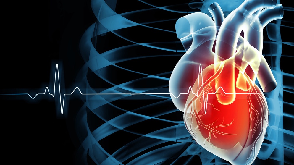3-D-Illustration eines anatomischen Herzens mit EKG-Kurve im Hintergrund. | Bildquelle: stock.adobe.com/Crystal light