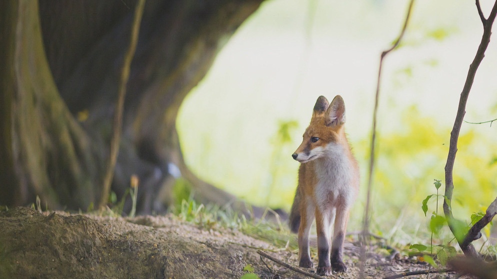 Tierfotografie eines Fuchses | Bildquelle: BR
