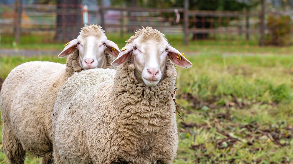 Schafe der Rasse Merinolandschaf weiden unter einem bunten Birnbaum | Bildquelle: picture alliance / imageBROKER | Arnulf Hettrich