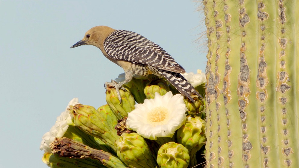 Ein Gilaspecht auf einem Saguaro Kaktus. | Bildquelle: WDR/Altayfilm GmbH