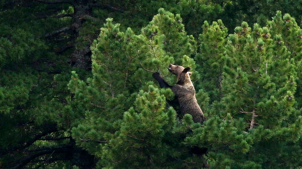 Braunbären lieben die Zapfen der Zirbelkiefern – dafür steigen sie sogar bis in die Baumwipfel. | Bildquelle: NDR/Arolla Film/Karol Kalisky