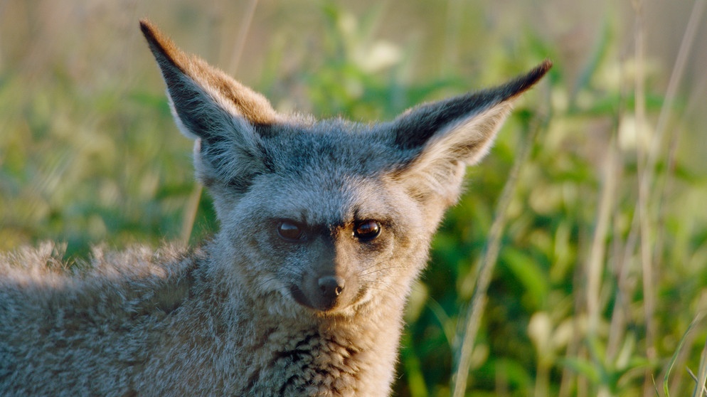 Löffelhunde gehören zoologisch zu den "Echten Füchsen". Mit ihren großen Ohren können sie ihre Hauptnahrung Termiten auch unter der Erde hören. | Bildquelle: NDR/NDR Naturfilm/Ivo Nörenberg