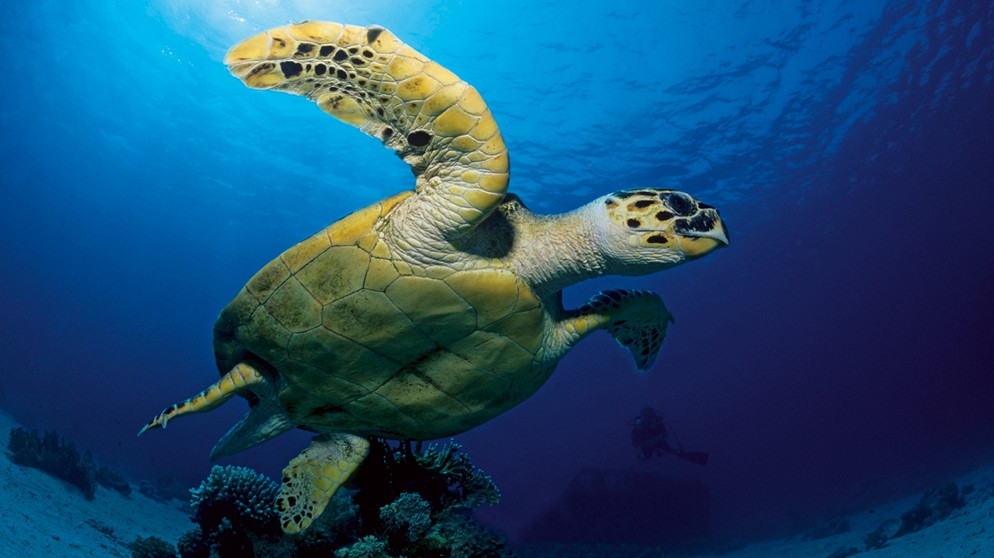 Eine Unechte Karett-Schildkröte. | Bildquelle: BR/Gerald Nowak/waterframe