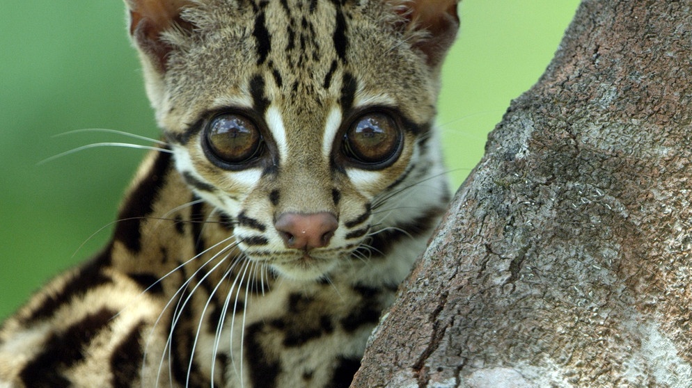 Die seltenen Margays oder Langschwanzkatzen leben in den Baumkronen und sind so scheu, dass man nur wenig über sie weiß. | Bildquelle: BR/Marion Pöllmann