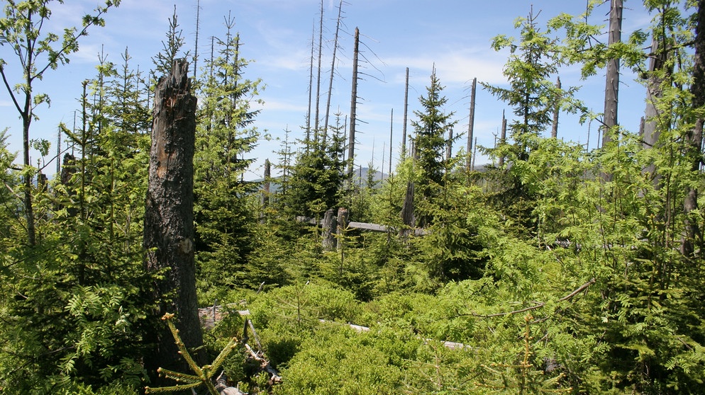 Knapp 30 Jahre nach dem Borkenkäferbefall zeigt sich der Erfolg der Nationalpark-Idee "Natur Natur sein lassen". Der "katastrophenartige" Zusammenbruch der alten Fichten war ein Anstoß zur Entwicklung in Richtung "Urwald". | Bildquelle: BR/Rainer Pöhlmann