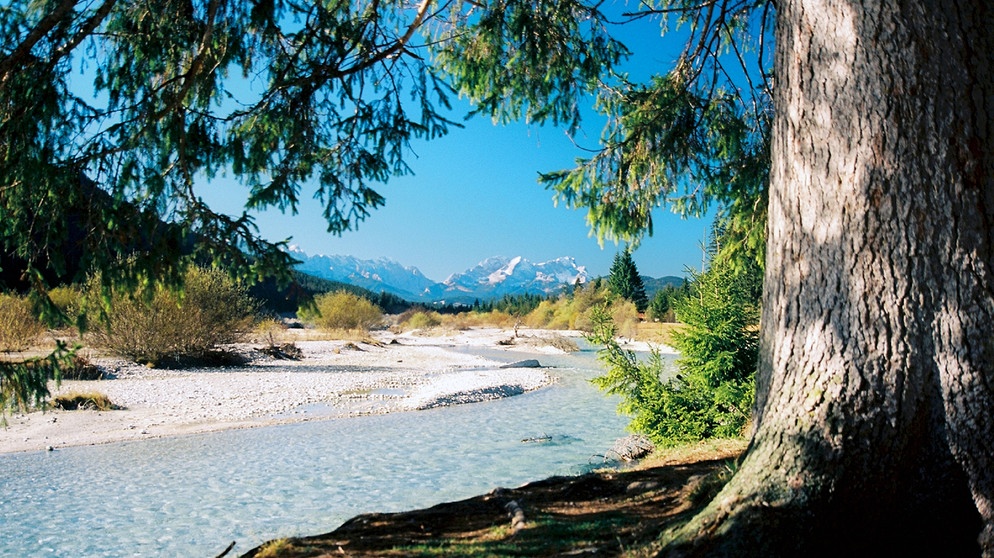 Die Isar im Herbst: Von Oktober bis Dezember suchen Bachforellen ihre Laichplätze in kleineren Zuflüssen oder seichteren Seitenarmen des Flusses auf. | Bildquelle: BR/Jürgen Eichinger