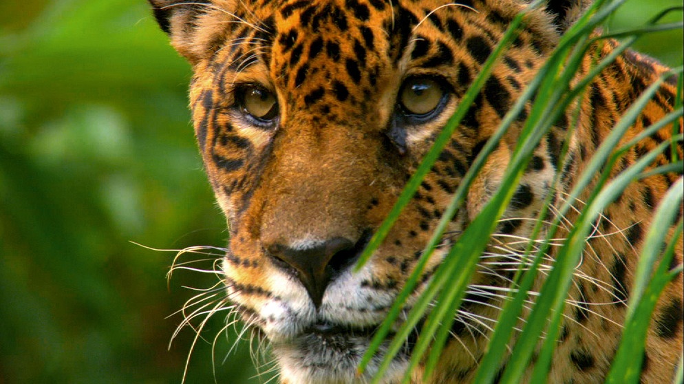 Der Jaguar ist die mächtigste Raubkatze Südamerikas. Weil größere Beutetiere im Regenwald selten sind, nutzen die Katzen riesige Reviere: Das Territorium eines Männchens ist gut 40.000 Hektar groß. | Bildquelle: NDR/NDR Naturfilm/Light Shadow GmbH