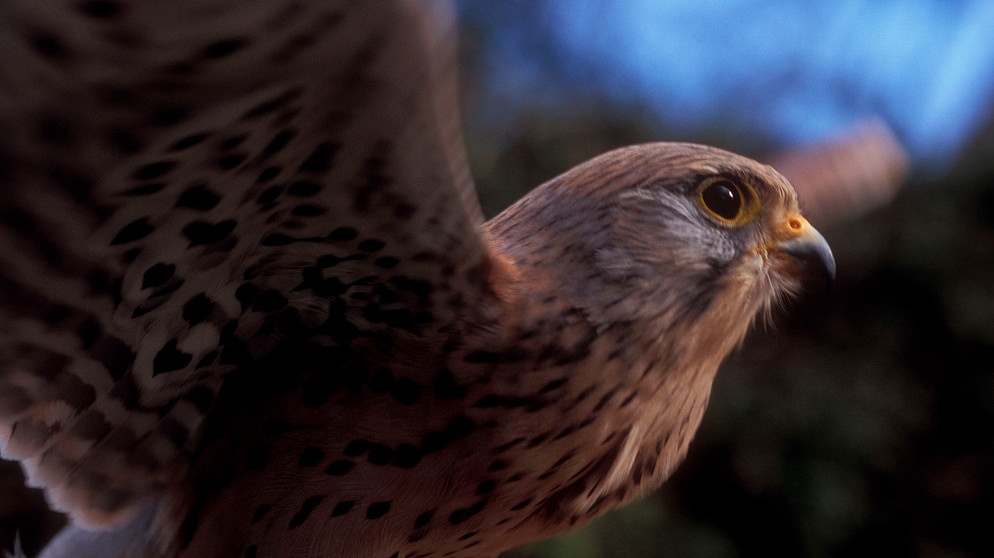 Im Bild: ein Falke. | Bildquelle: BR