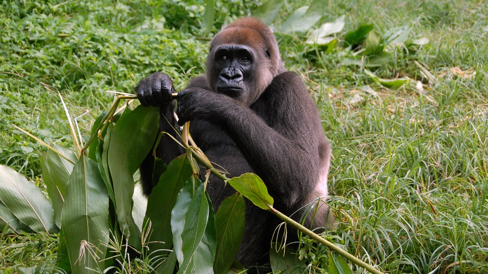 Gorilla-Lady Nyango gehört zu den Letzten ihrer Art. Nur etwa 250 Tiere gibt es noch, von der extrem gefährdeten Unterart des Westlichen Flachlandgorillas. | Bildquelle: NDR/NDR Naturfilm/Nicky Lankester