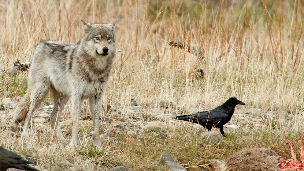 Wölfe von der Straße aus beobachten - in Nordamerikas Nationalparks möglich. | Bildquelle: BR/Ernst Arendt/Hans Schweiger
