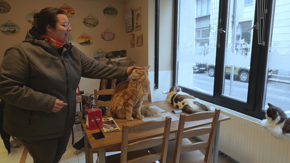 Besuvherin und Katze im Katzencafé in Budapest | Bildquelle: BR