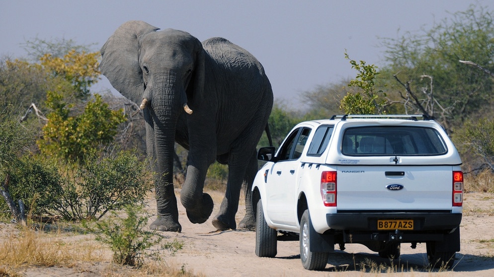 alpha-demokratie weltweit - Wilde Tiere und der Mensch | Bildquelle: picture-alliance/dpa