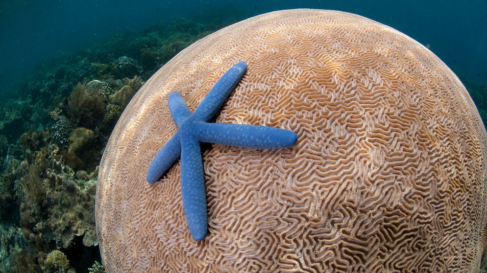 alpha-demokratie weltweit | Unterwasserwelten | Blauer Seestern (Linckia laevigata), adult, an Hirnkoralle (Platygyra lamellina), Insel Pantar, Alor-Archipel, Kleine Sunda-Inseln, Indonesien | Bildquelle: picture-alliance/dpa