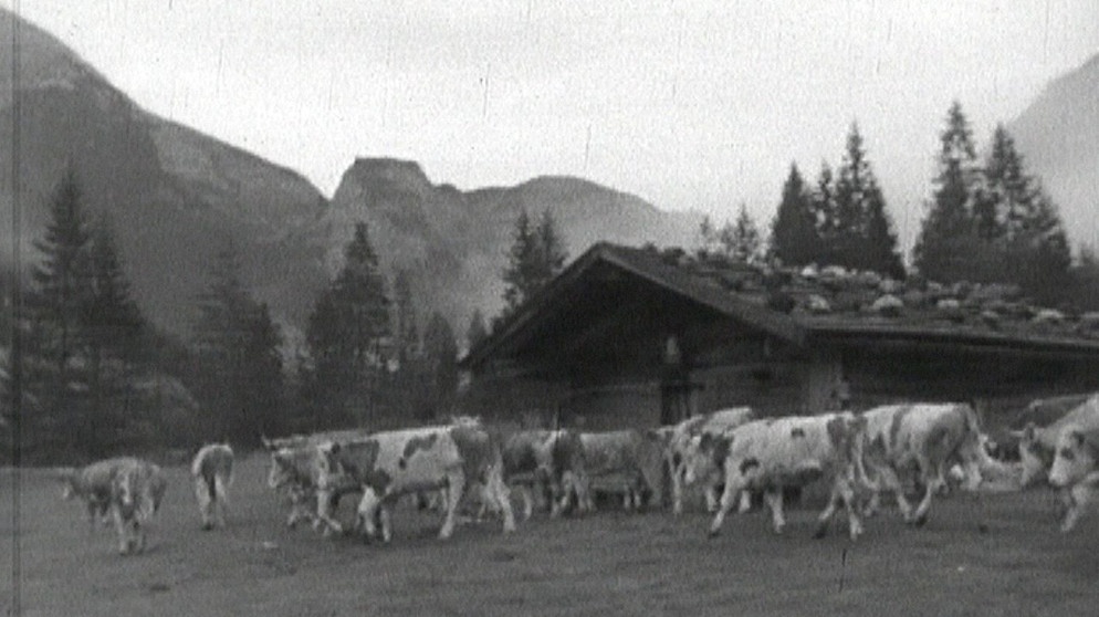 Diese Dokumentation zeigt die Almen im Jahr 1956. | Bildquelle: BR
