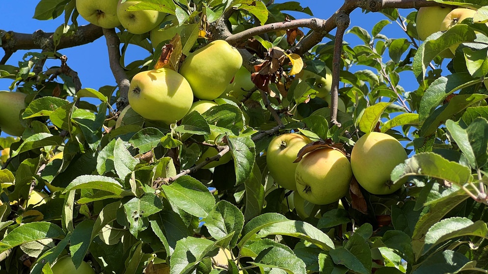Früchte am Baum | Bildquelle: Picture alliance/dpa