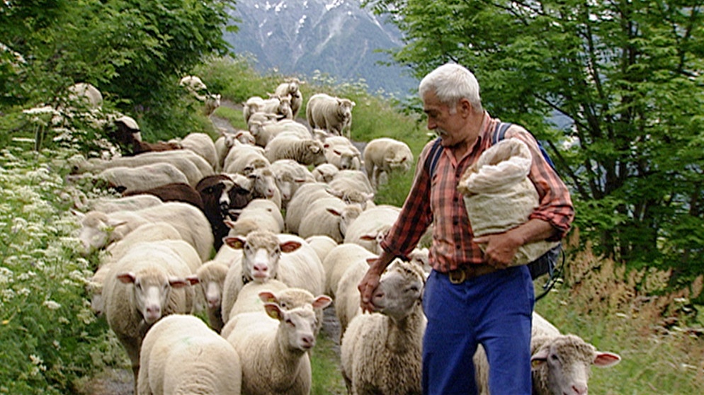 Bergbauer Moritz Briand mit seiner Schafherde. | Bildquelle: BR