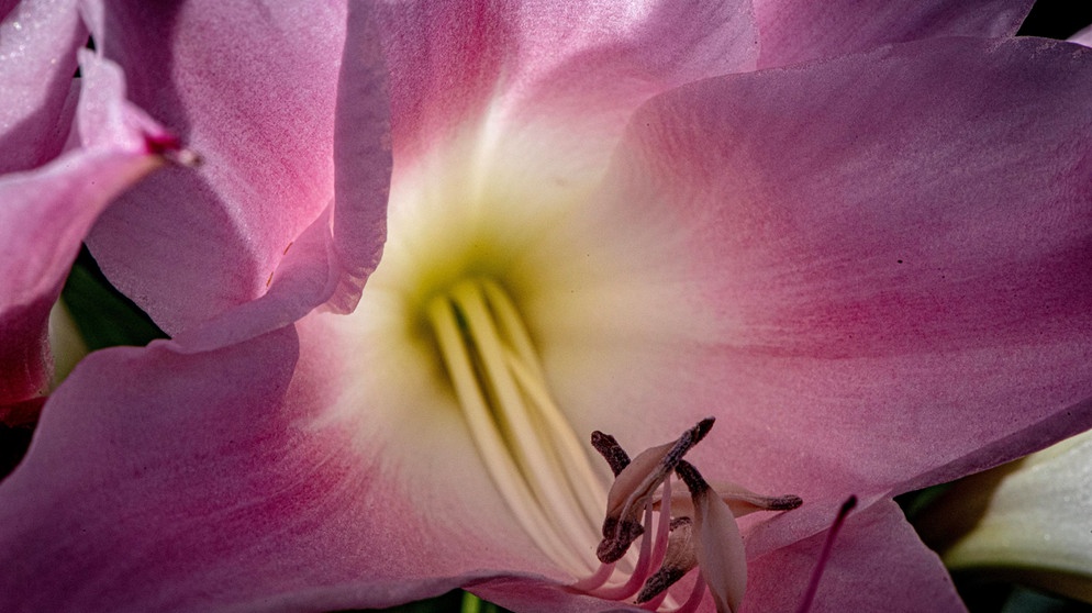 Blüte nah | Bildquelle: Picture al.liance/dpa