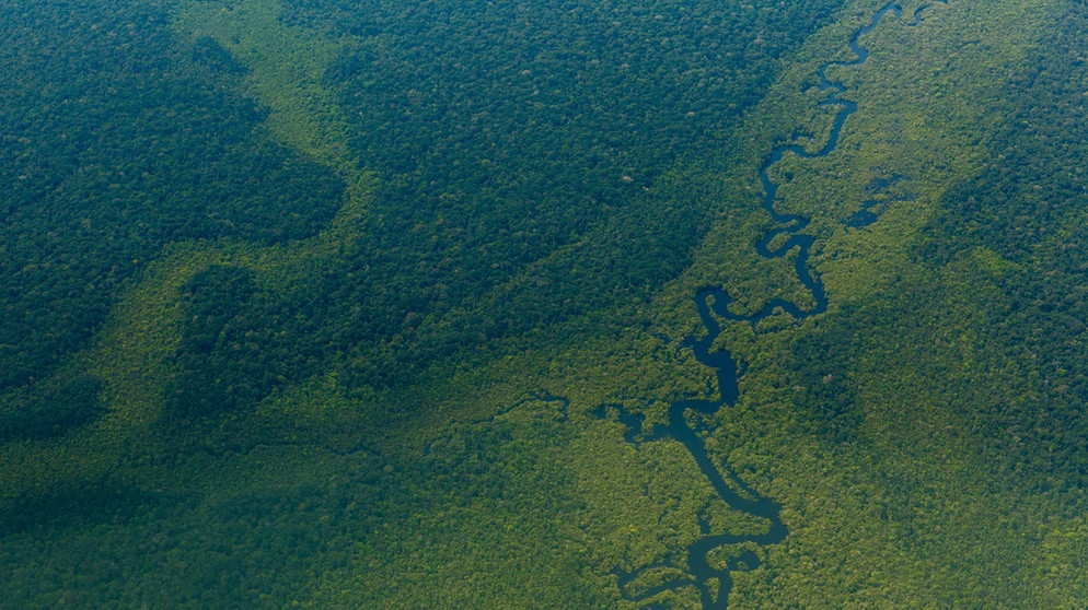 Luftblick auf den Wald im Amazonas nahe Sao Gabriel da Cachoeira.  | Bildquelle: dpa-Bildfunk/Diego Baravelli