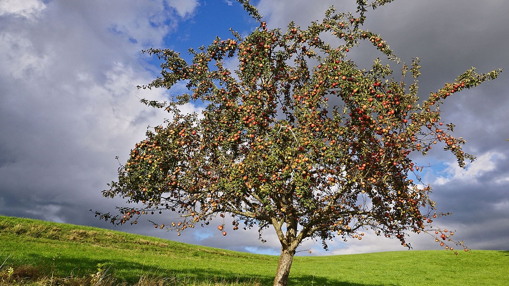 Einzelner Apfelbaum voller Äpfel | Bildquelle: Picture alliance/dpa