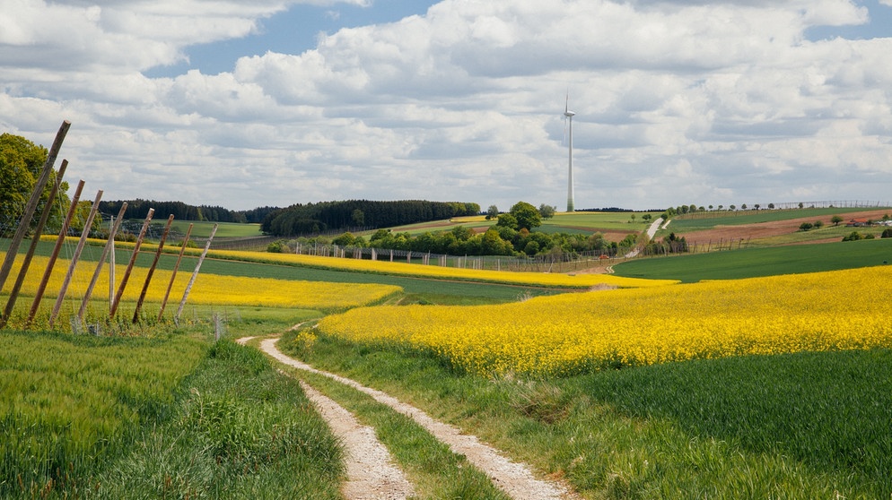 Die Hopfenstangen gehören zum typischen Landschaftsbild der Hallertau, das man sieht, wenn man sie auf der Autobahn durchquert. | Bildquelle: BR/BR