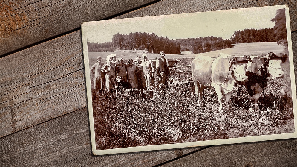 Bauernfamilie mit Ochsengespann und Holzwagen auf einem Feld in Niederbayern beim Kartoffelroden, 1920er Jahre | Bildquelle: Martin Wimmer, colourbox.com/Evgeny Karandaev; Montage: BR