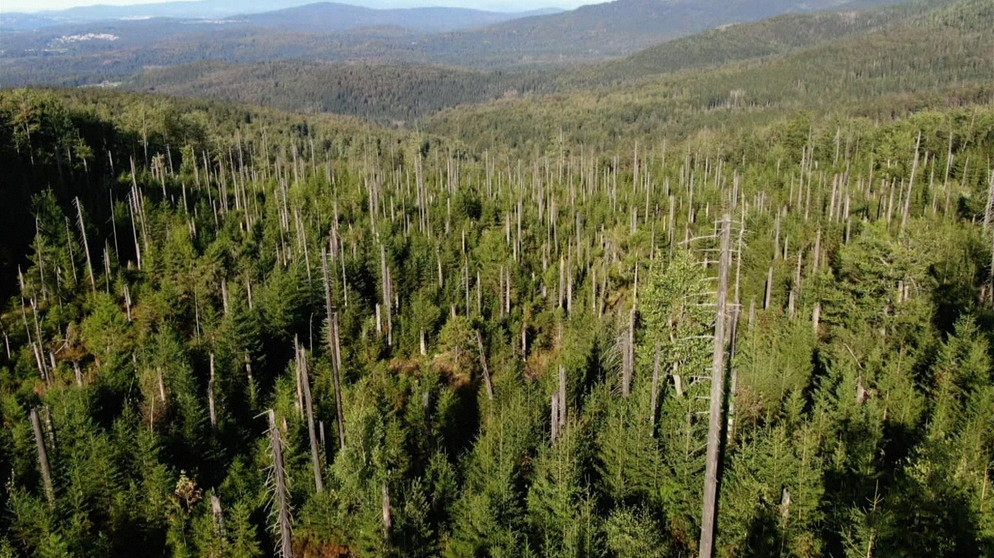 Seit vielen Jahren begleitet die Wissenschaft den Prozess vom ehemaligen Wirtschaftswald zurück zum Urwald. Für die Forschung an Insekten, seltenen Tier- und Pflanzenarten sowie zur Biodiversität ist der Nationalpark ein einzigartiges Forschungsfeld. | Bildquelle: BR