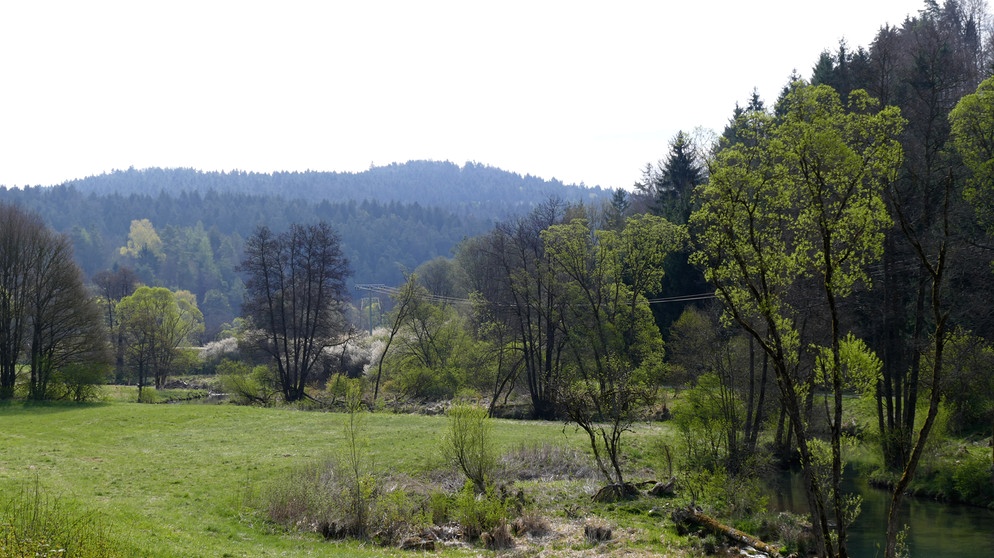 Das Lauterachtal. - Eine Landschaft, bei der man ins Träumen gerät: malerische Flusstäler, duftende Wacholderheiden, bunte Blumenwiesen, schattige Wälder, geheimnisvolle Höhlen, beeindruckende Fels-Riesen und der Duft von Thymian und Salbei. Eine Szenerie, die einen gedanklich in südlichere, mediterrane Gefilde katapultiert, in die Toskana oder die Provence. Doch diese Toskana liegt in Ostbayern: der Bayerische Jura, ein Eldorado für Pflanzen und Tiere. | Bildquelle: BR/Markus Schmidbauer