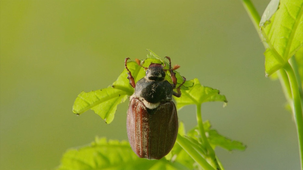 Ein Maikäfer frisst Blätter an einem Ahornbaum. Es ist der sogenannte „Reifungsfraß“. Danach wird er sich paaren und sterben. | Bildquelle: BR/Christoph Castor