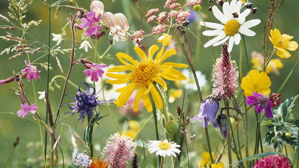 Bunte Blüten | Bildquelle: Picture alliance/dpa