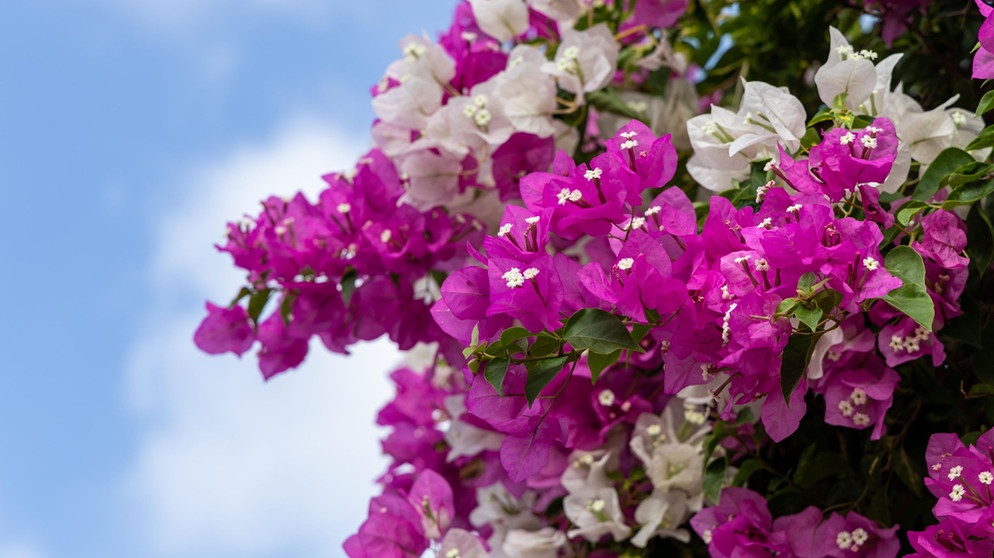 Weisse und lila Blüten der Bougainvillea | Bildquelle: Picture alliance/dpa