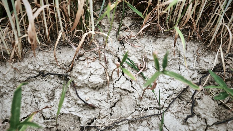 ARCHIV (21.06.2023): Symbolbild Dürre. KUCHENRIED: Landwirtschaft, die unter Trockenheit leidet - Dürre auf den Feldern +++ trockener Ackerboden | Bildquelle: picture alliance / SZ Photo | Johannes Simon