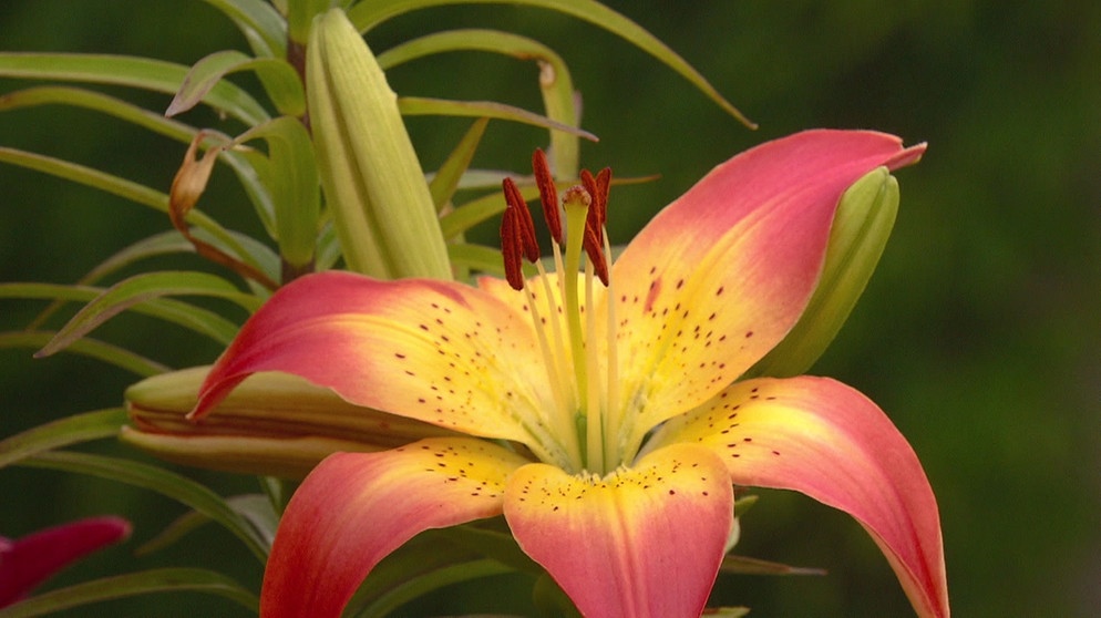 Lilienarche. | Bildquelle: BR