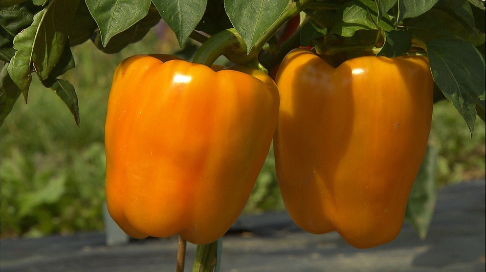 Paprika im Querbeet-Garten | Bildquelle: BR