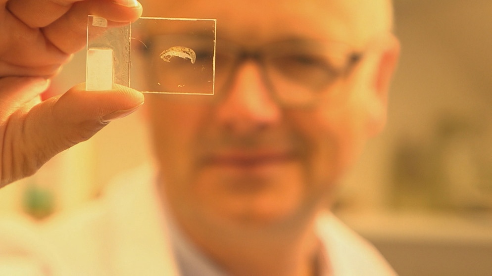 Karsten Schwanke mit dem Dünnschliff einer Rippe. Der Dünnschliff ist nur ein Fünfzigtausendstel Millimeter dünn. | Bildquelle: BR/Maximilian Schecker