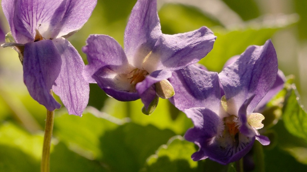 Veilchen stehen für den Frühling wie kaum eine andere Blume. Die Gattung Veilchen ist riesig. Für jeden Platz und jeden Geschmack gibt es die richtige Art oder Sorte. Zudem lassen sich Veilchen leicht vermehren, über Samen und über Stecklinge. | Bildquelle: BR