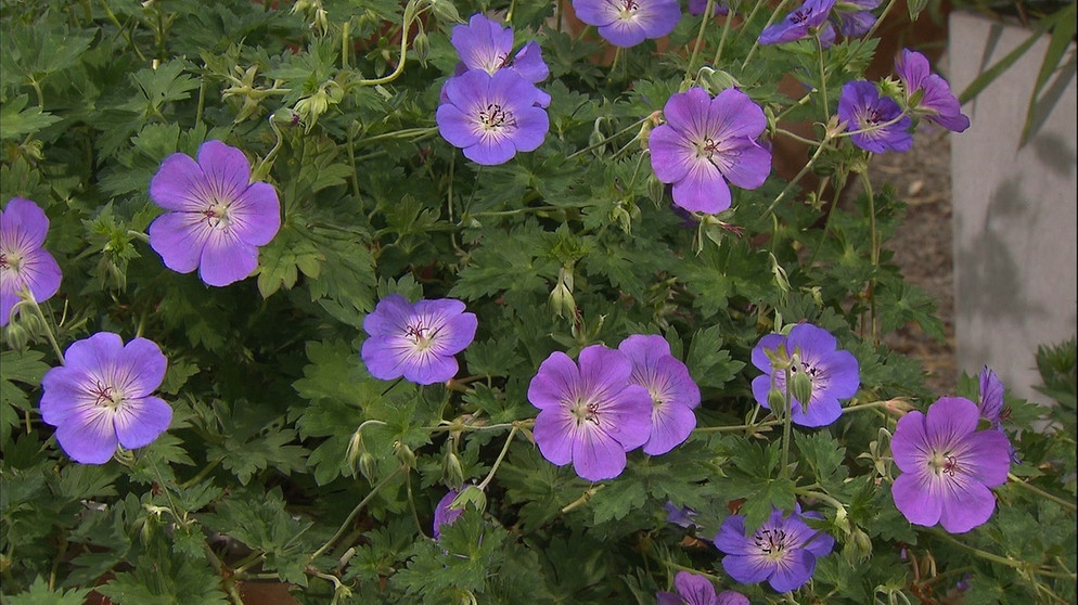 Storchschnabel (Geranium) 'Rozanne' | Bildquelle: BR