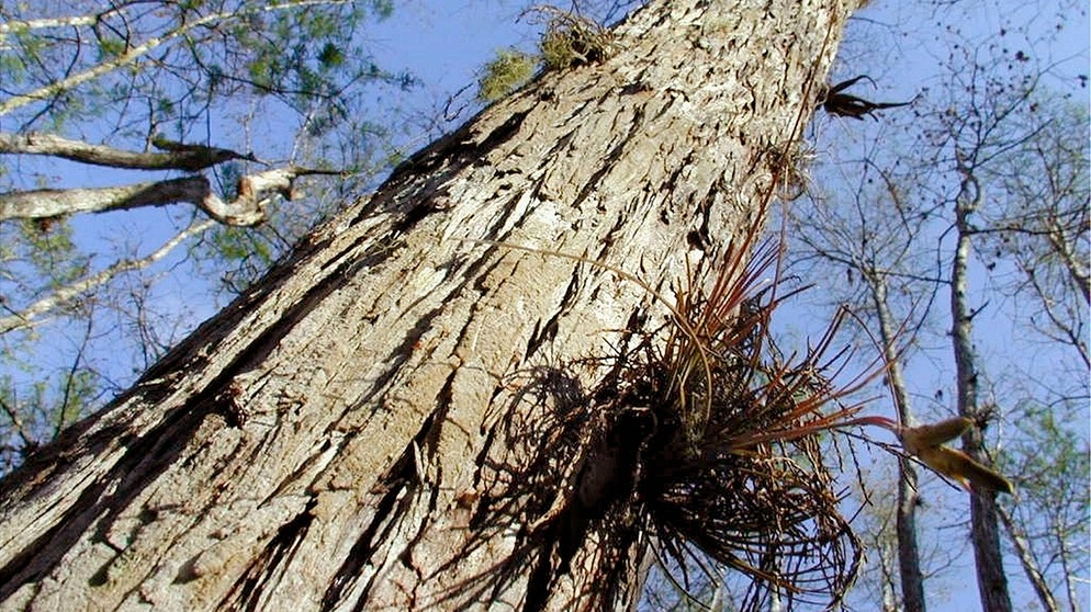 Baum im Big Cypress National Park. | Bildquelle: BR/SWR/B. Kreisel