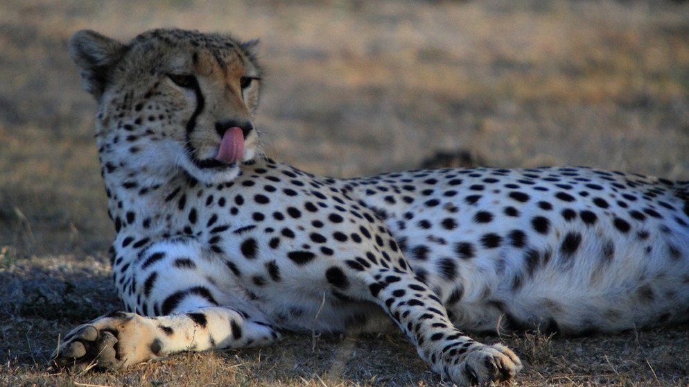 Ein Jaguar in der Serengeti. | Bildquelle: BR